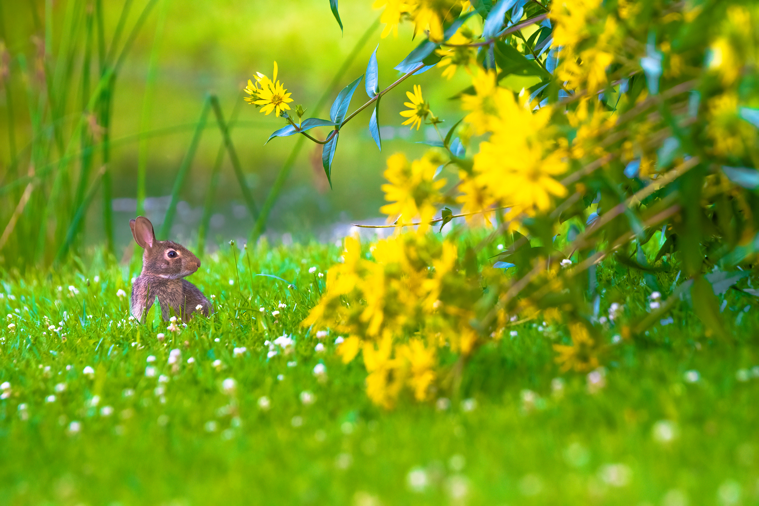 A rabbit enjoying fresh grass by a lake