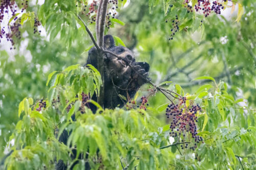 A bear cub tries to break off a a branch of a berry tree.