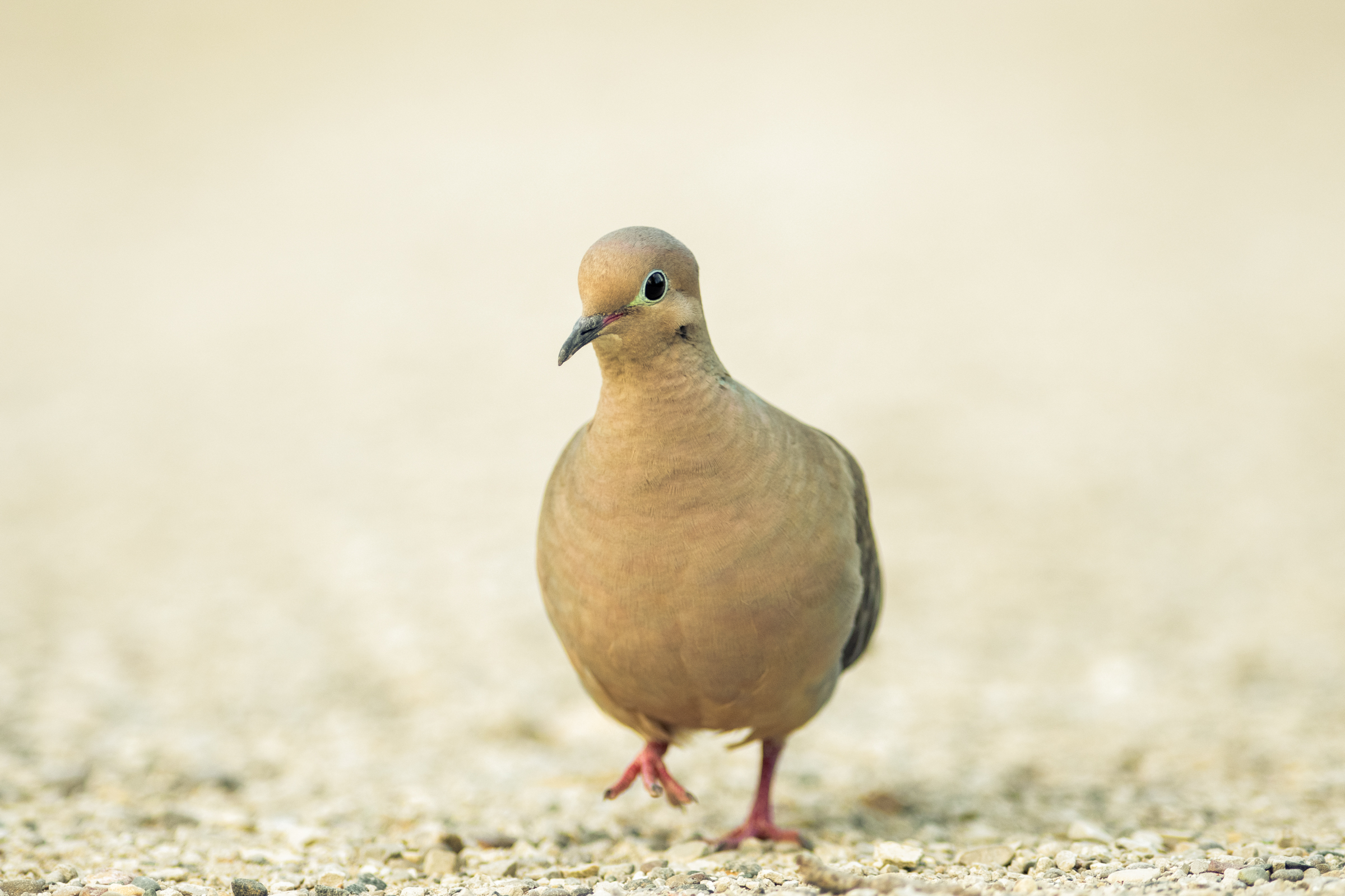 Mourning dove walks on gravel